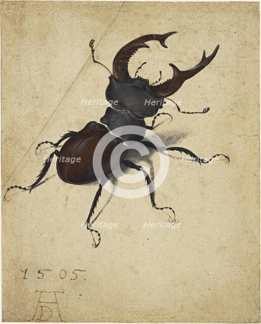Stag Beetle, 1505. Creator: Dürer, Albrecht (1471-1528).