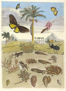 Stag beetle, Amphibians, and Palm trees. From the Book Metamorphosis insectorum..., 1705. Creator: Merian, Maria Sibylla (1647-1717)