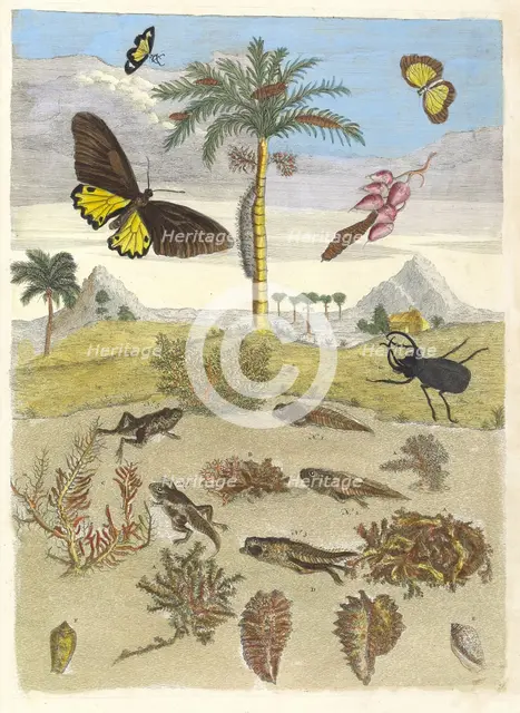 Stag beetle, Amphibians, and Palm trees. From the Book Metamorphosis insectorum..., 1705. Creator: Merian, Maria Sibylla (1647-1717).