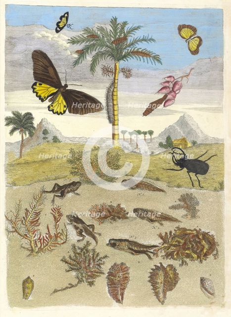 Stag beetle, Amphibians, and Palm trees. From the Book Metamorphosis insectorum..., 1705. Creator: Merian, Maria Sibylla (1647-1717).