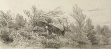Stag In The Woods, 19th century. Creator: Karl Bodmer