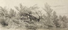 Stag In The Woods, 19th century. Creator: Karl Bodmer