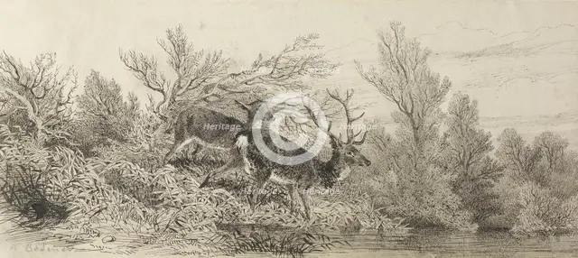 Stag In The Woods, 19th century. Creator: Karl Bodmer.