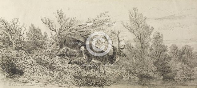 Stag In The Woods, 19th century. Creator: Karl Bodmer.