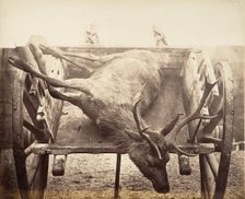 Stag in Cart, ca. 1858. Creator: Horatio Ross