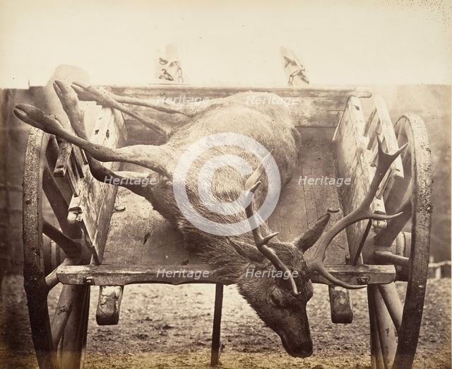 Stag in Cart, ca. 1858. Creator: Horatio Ross.