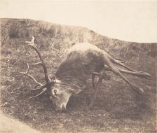 Stag Shot by Mrs. Ross, ca. 1857. Creator: Horatio Ross
