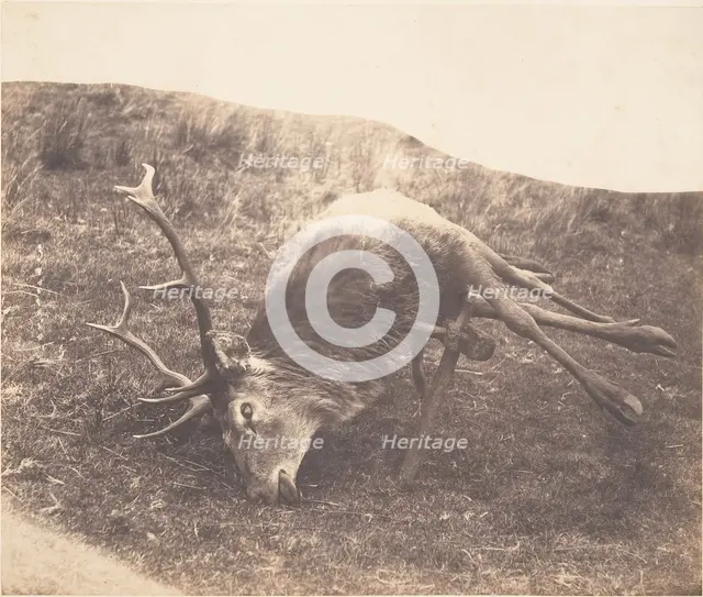 Stag Shot by Mrs. Ross, ca. 1857. Creator: Horatio Ross.