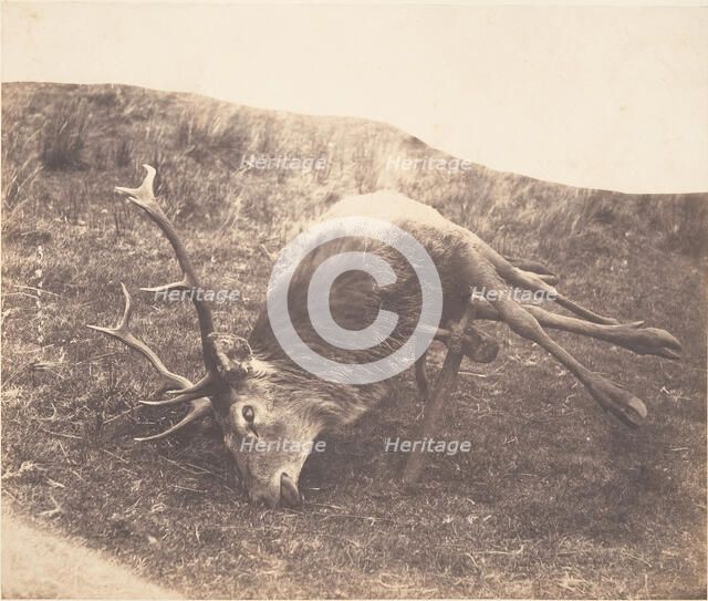 Stag Shot by Mrs. Ross, ca. 1857. Creator: Horatio Ross.