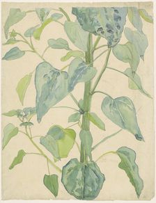 Stalk and Leaves of a Sunflower, 1874-1918. Creator: Martinus van Andringa