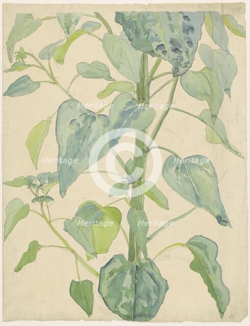 Stalk and Leaves of a Sunflower, 1874-1918. Creator: Martinus van Andringa.
