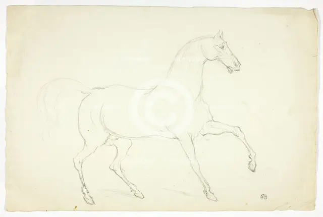 Stallion, n.d. Creator: Abraham Cooper.