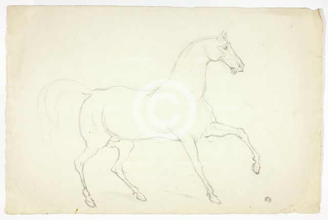Stallion, n.d. Creator: Abraham Cooper.