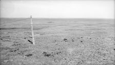 Stand of vega grass eaten off close, New Mexico, 1935. Creator: Dorothea Lange