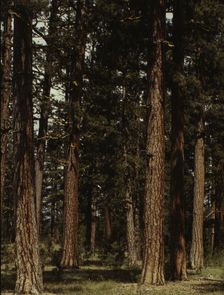 Stand of virgin ponderosa pine, Malheur National Forest, Grant County, Oregon, 1942. Creator: Russell Lee
