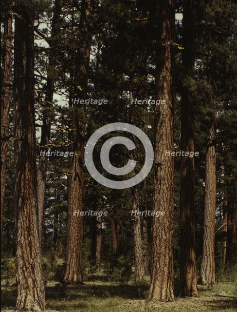 Stand of virgin ponderosa pine, Malheur National Forest, Grant County, Oregon, 1942. Creator: Russell Lee.