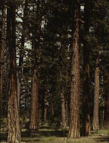 Stand of virgin ponderosa pine, Malheur National Forest, Grant County, Oregon, 1942. Creator: Russell Lee