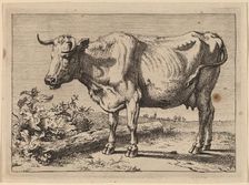 Standing Cow (Cow with a Crumpled Horn), 1650. Creator: Paulus Potter