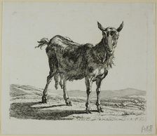 Standing Goat, from Die Zweite Thierfolge, 1800. Creator: Johann Christian Reinhart