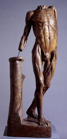 Standing écorché figure, mid 18th century? Creator: Unknown