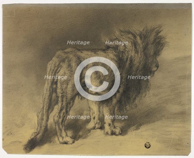 Standing Lion with Shaggy Mane, n.d. Creator: Frederik William Zurcher.