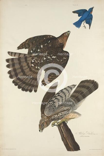 Stanley Hawk, 1828. Creator: Robert Havell.