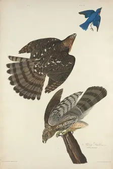Stanley Hawk, 1828. Creator: Robert Havell