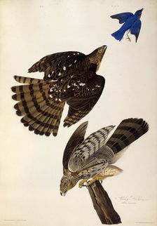 Stanley Hawks. From "The Birds of America", 1827-1838. Creator: Audubon, John James (1785-1851)