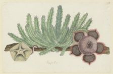 Stapelia hirsuta (L.) (Starfish flower), 1777-1786. Creator: Robert Jacob Gordon