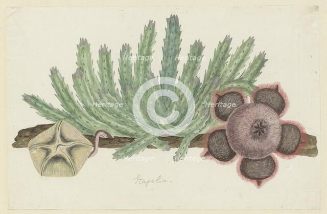 Stapelia hirsuta (L.) (Starfish flower), 1777-1786. Creator: Robert Jacob Gordon.