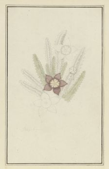 Stapelia hirsute L. (Starfish flower), 1777-1786. Creator: Robert Jacob Gordon