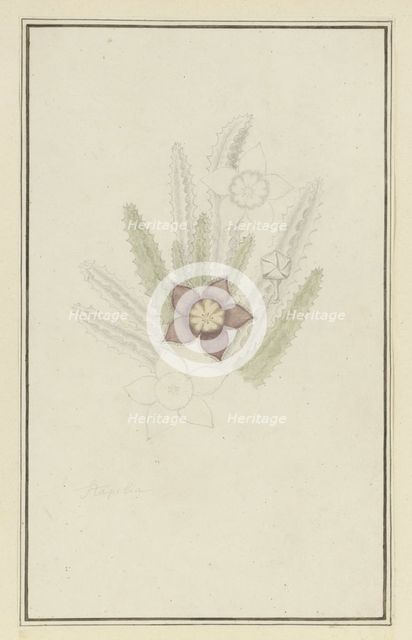 Stapelia hirsute L. (Starfish flower), 1777-1786. Creator: Robert Jacob Gordon.