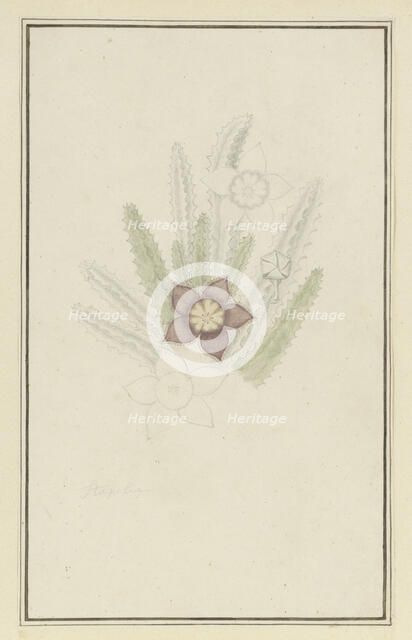 Stapelia hirsute L. (Starfish flower), 1777-1786. Creator: Robert Jacob Gordon.