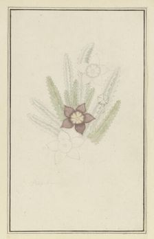 Stapelia hirsute L. (Starfish flower), 1777-1786. Creator: Robert Jacob Gordon