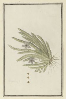 Stapelia paniculata Willd.(Small starfish flower), 1777-1786. Creator: Robert Jacob Gordon