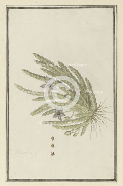 Stapelia paniculata Willd.(Small starfish flower), 1777-1786. Creator: Robert Jacob Gordon.