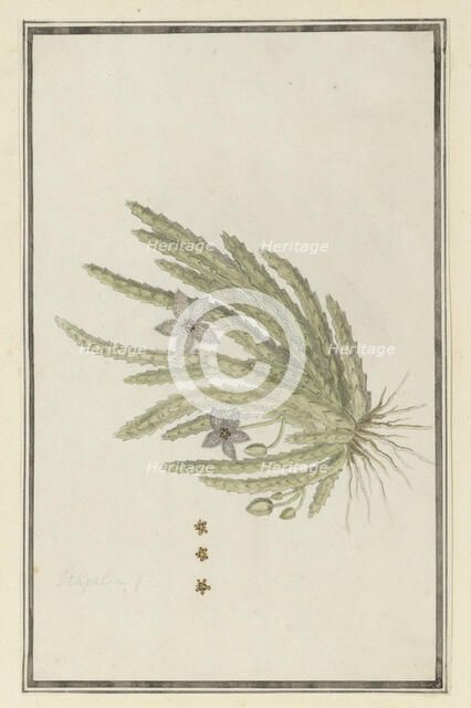 Stapelia paniculata Willd.(Small starfish flower), 1777-1786. Creator: Robert Jacob Gordon.