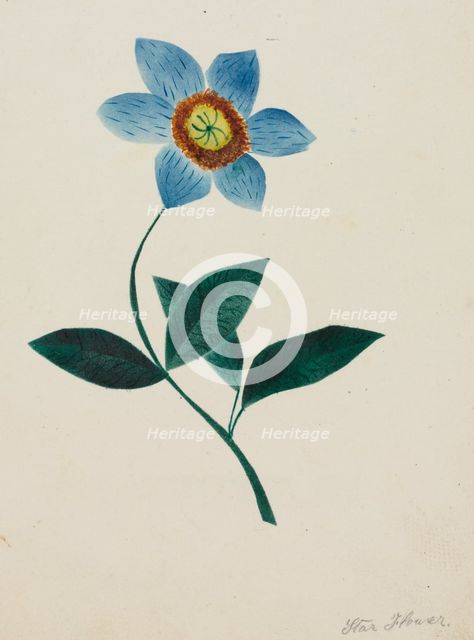 Star Flower. Creator: Mary Altha Nims (American, 1817-1907).