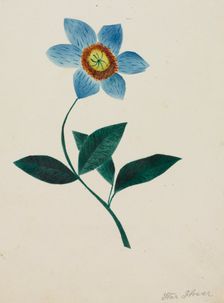 Star Flower. Creator: Mary Altha Nims (American, 1817-1907)