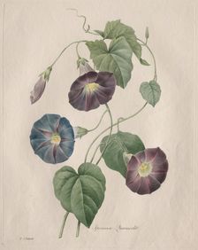 Star-glory Morning-glory, 1827. Creator: Henry Joseph Redouté (French, 1766-1853)