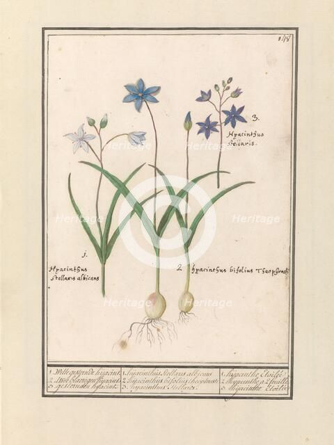Star Hyacinth (Scilla), 1596-1610. Creators: Anselmus de Boodt, Elias Verhulst.