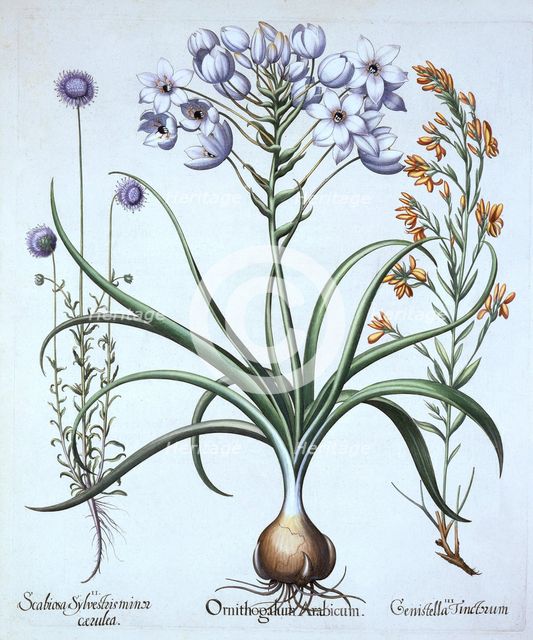 Star of Bethlehem , with Blue Flowered Sheep's Bit and Dyer's Greenwood, from 'Hortus Eystettensis',
