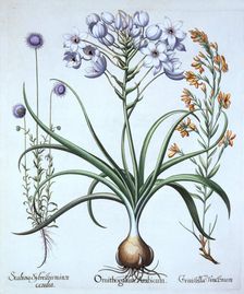 Star of Bethlehem , with Blue Flowered Sheep's Bit and Dyer's Greenwood, from Hortus Eystettensis