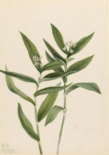 Star Solomonplume (Vagnera stellata), 1921. Creator: Mary Vaux Walcott