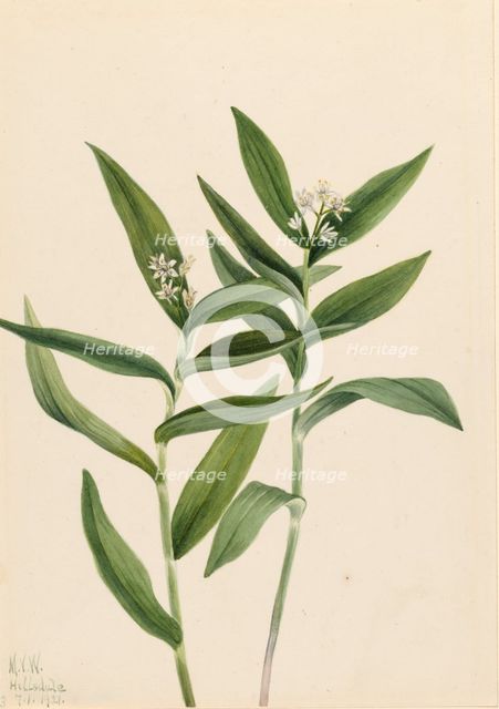 Star Solomonplume (Vagnera stellata), 1921. Creator: Mary Vaux Walcott.