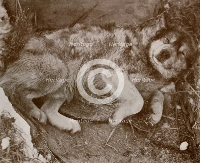 ''Stareek' Malingering', c1910–1913, (1913). Artist: Herbert Ponting.