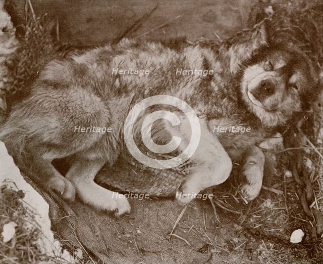 ''Stareek' Malingering', c1910–1913, (1913). Artist: Herbert Ponting.