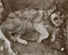 'Stareek Malingering c1910–1913, (1913). Artist: Herbert Ponting