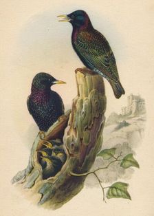 Starling c19th century