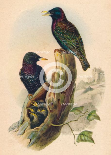 'Starling', c19th century. Artist: Unknown.